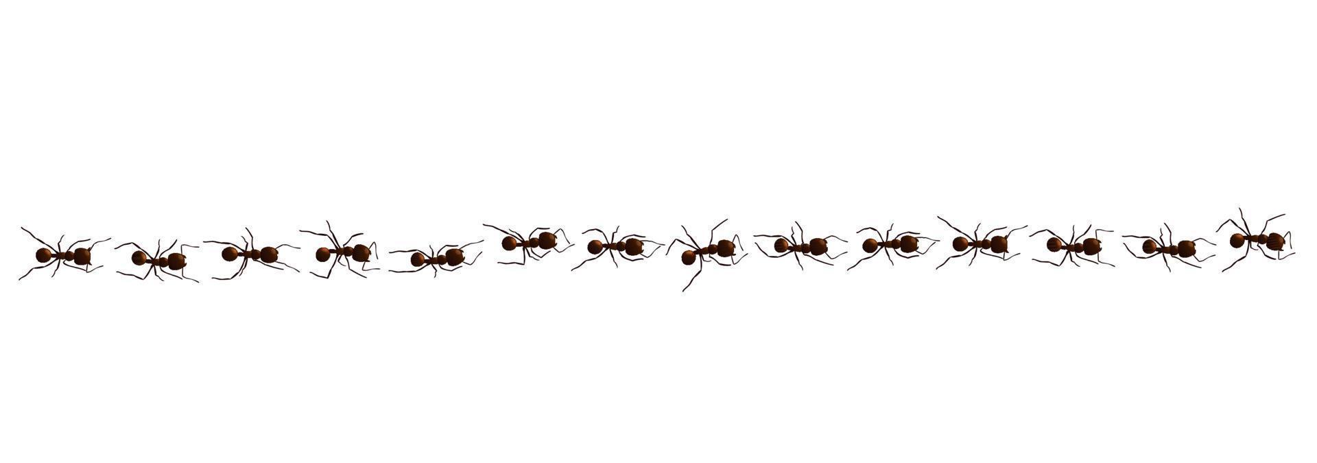 Black ant trail. Working insect curve group silhouettes isolated. Vector illustration.