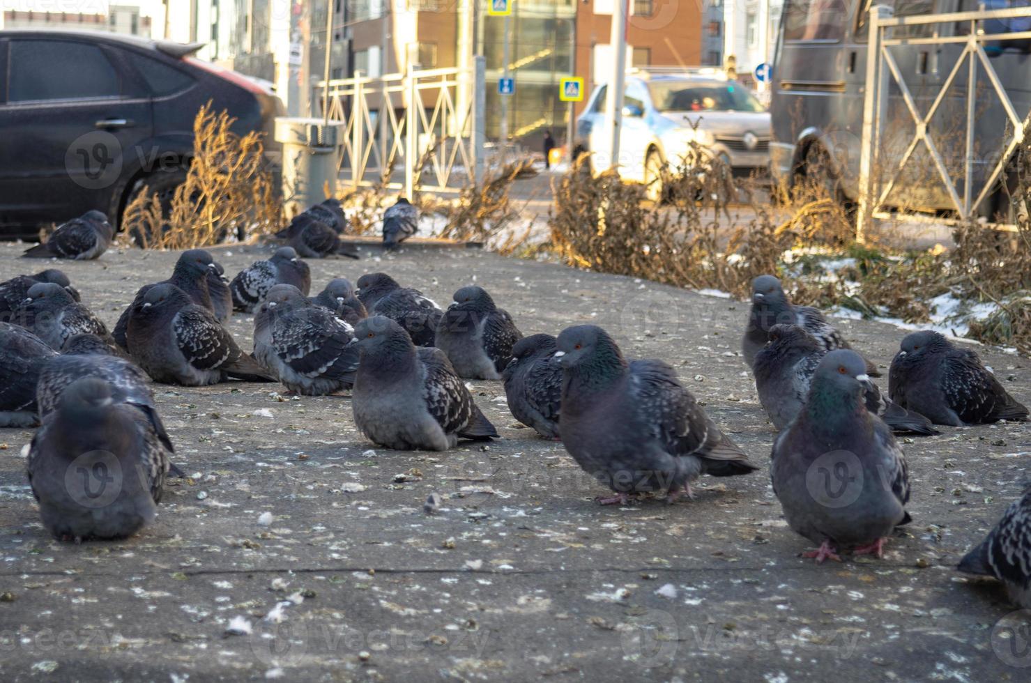 A flock of pigeons is sitting on the asphalt.   Pigeons in winter photo