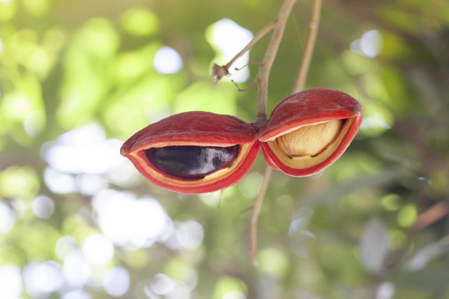 Fresh Sterculia monosperma or chestnuts on tree with sunlight of Thai species. photo