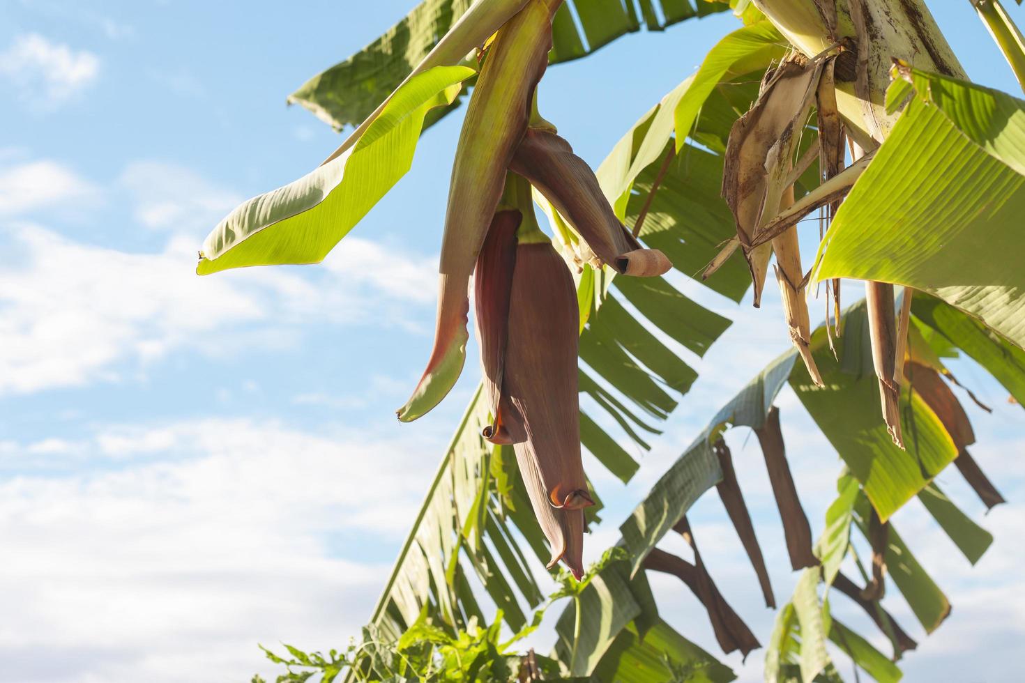 Banana blossoms hanging on tree in the garden on bright sky background. photo