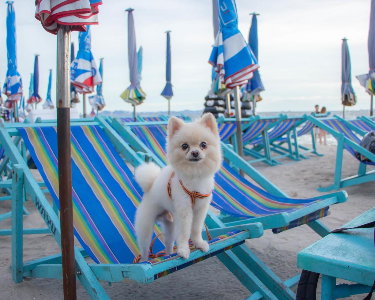 Dog standing on a blue chair looking directly at the seashore under the bright sky photo
