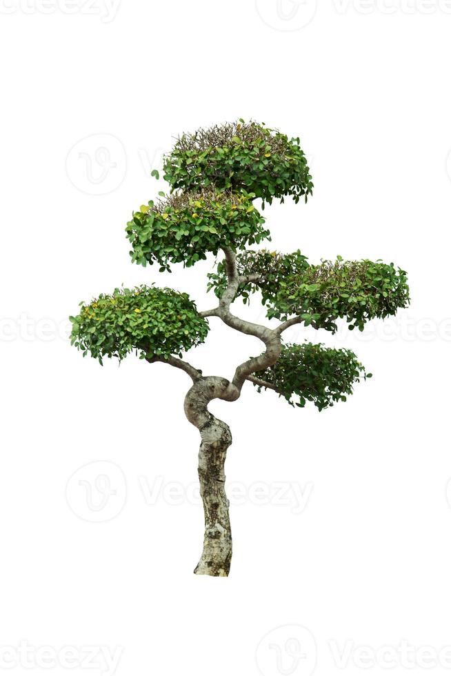 Dwarf tree isolated. photo