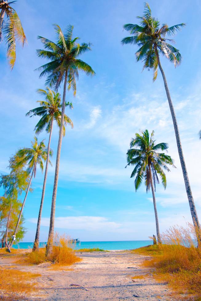 Palm tree on the tropical beach,with a beautiful  sea view on blue sky nature background photo