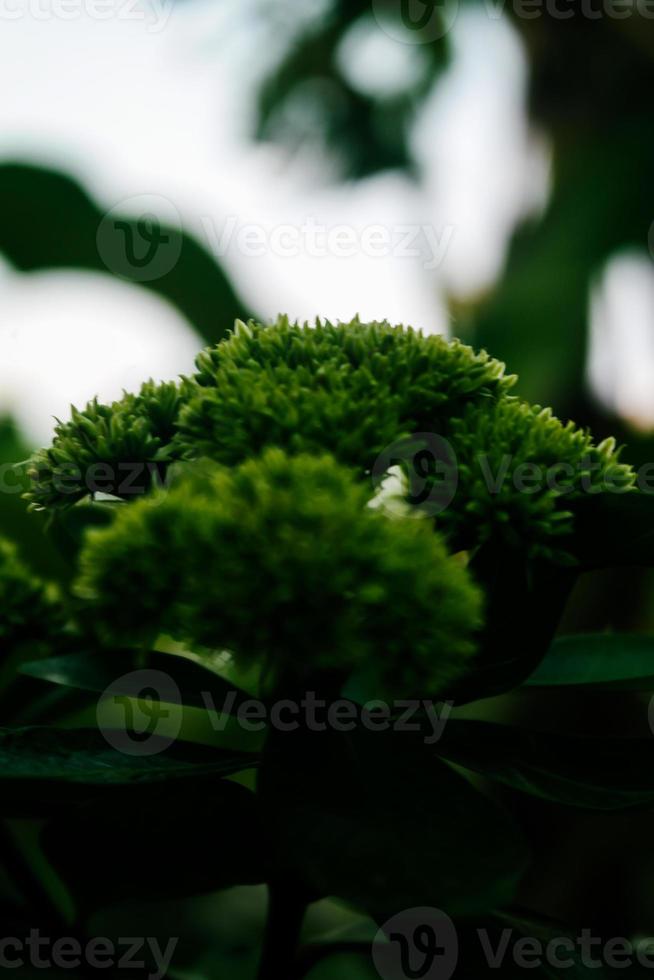 Selective focus, narrow depth of field white flower buds among green leaves photo