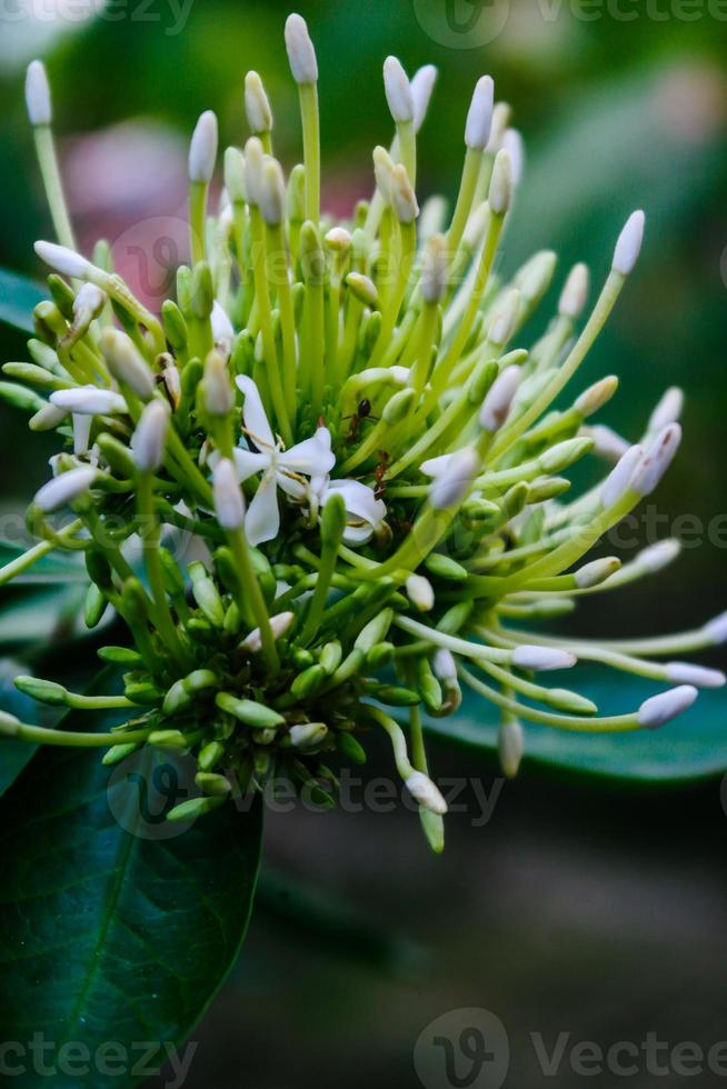 Selective focus, narrow depth of field white flower buds among green leaves photo