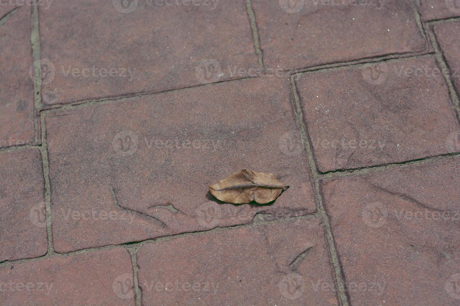A dry leaf fall on red old brick. photo