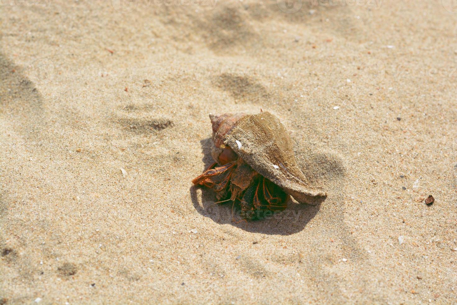 This is a land hermit crab on the beach at Chantaburi, Thailand. Close-up hermit crab. photo