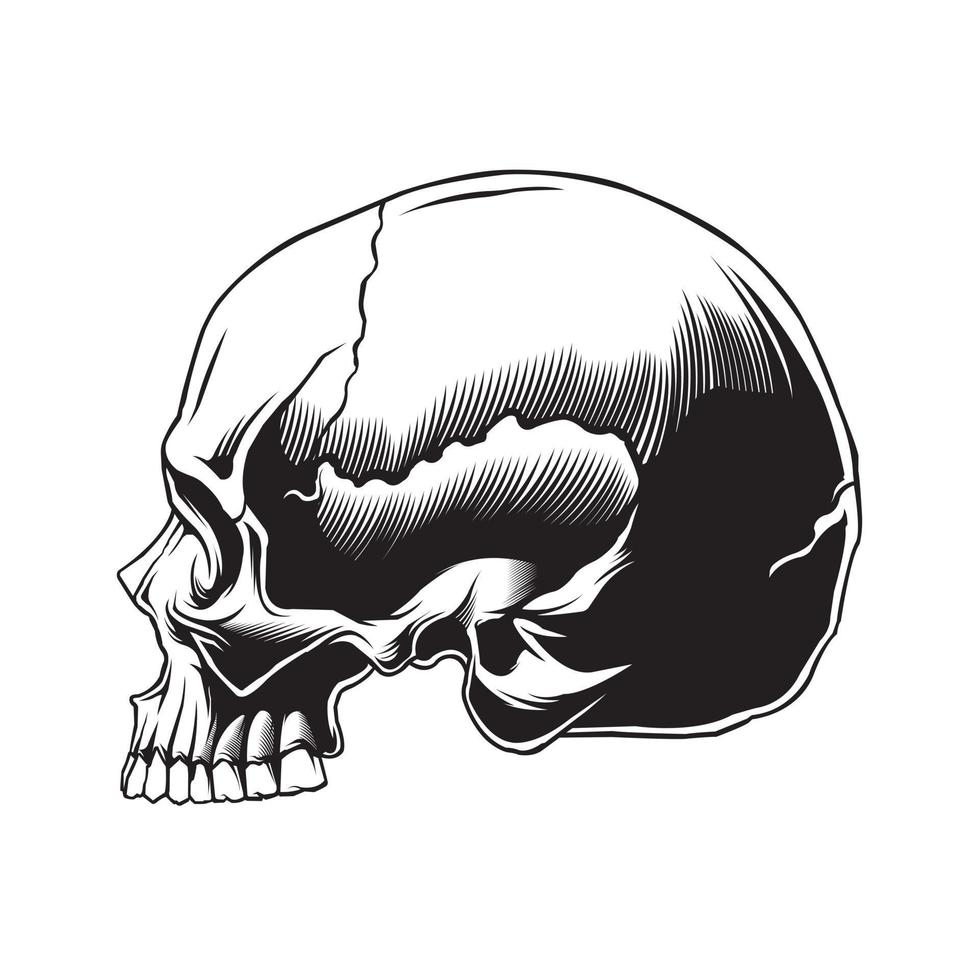 skull anatomy sideways in black and white vector