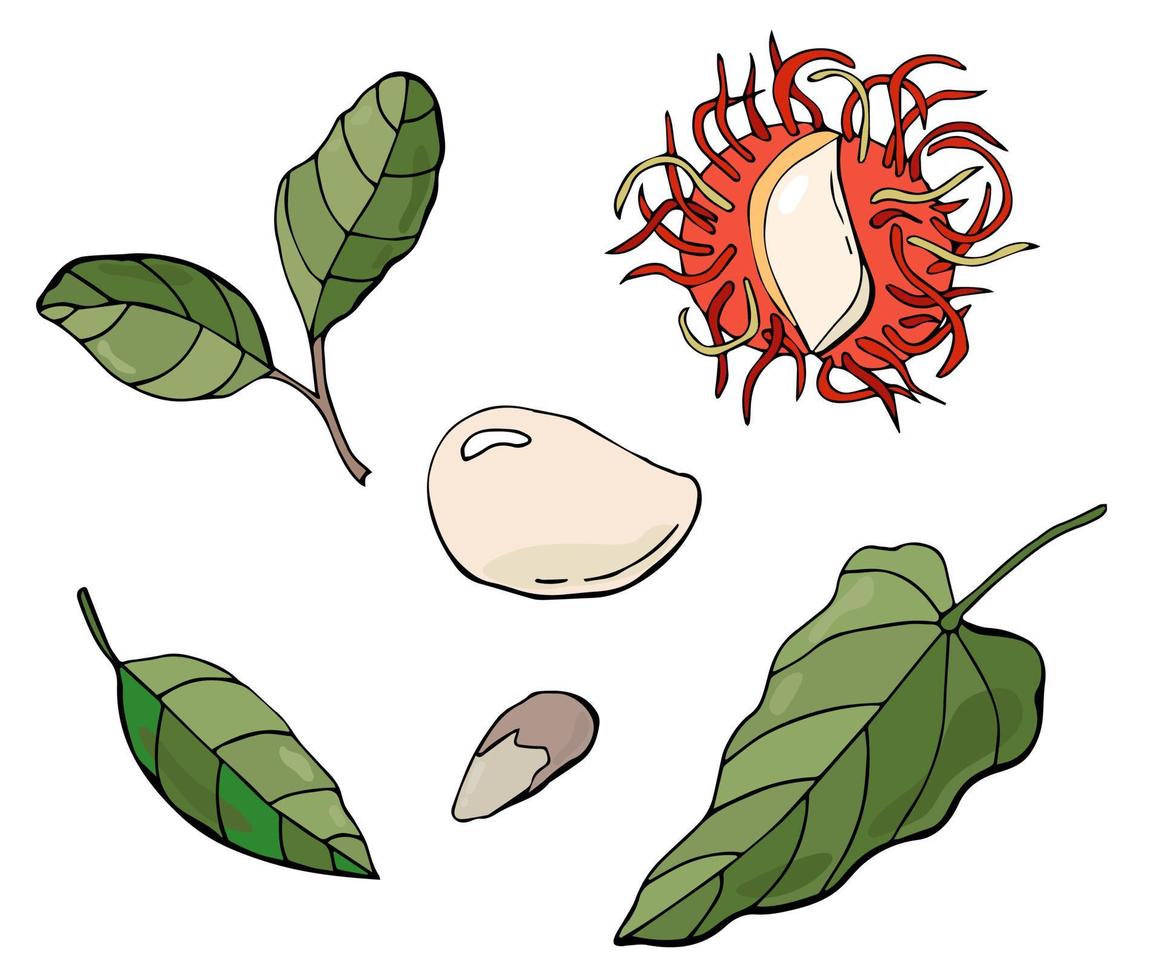 Rambutan set. Exotic and tropical fruit. Healthy food. Vector illustration in flat style