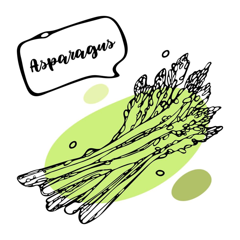 Effective Boiled asparagus outline doodle Vector Illustration for design menu. Vegun food