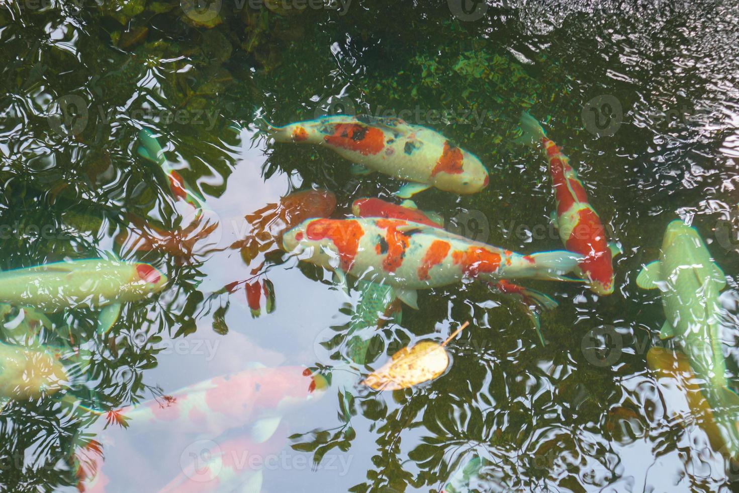 koi fish in the garden pond 13003153 Stock Photo at Vecteezy