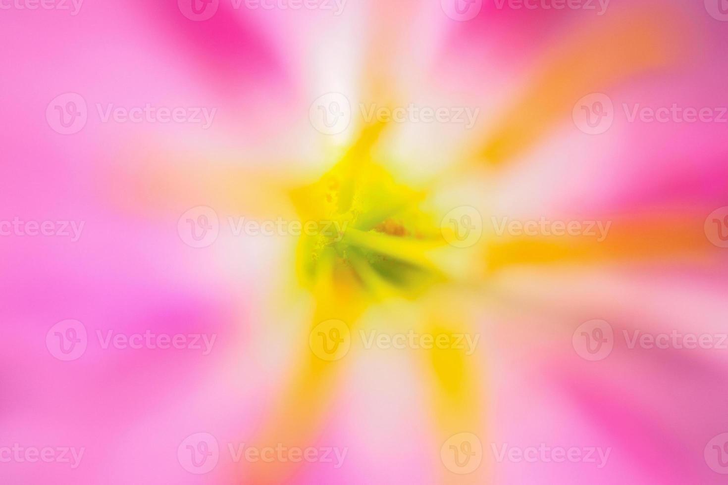 fondo de flor rosa abstracta de cerca foto