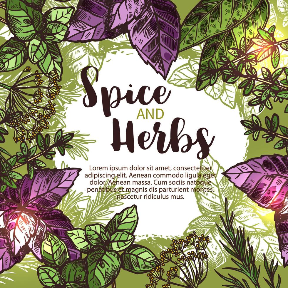 Spice and herb poster with frame of fresh plant vector