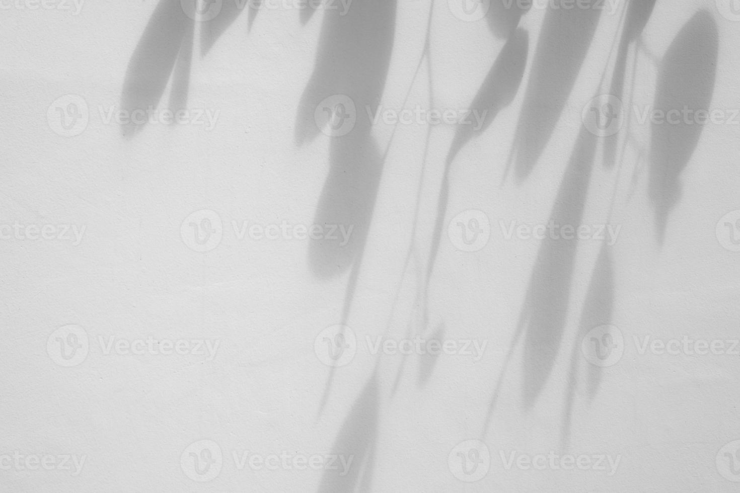 Abstract natural tree leaves shadow on white wall background photo