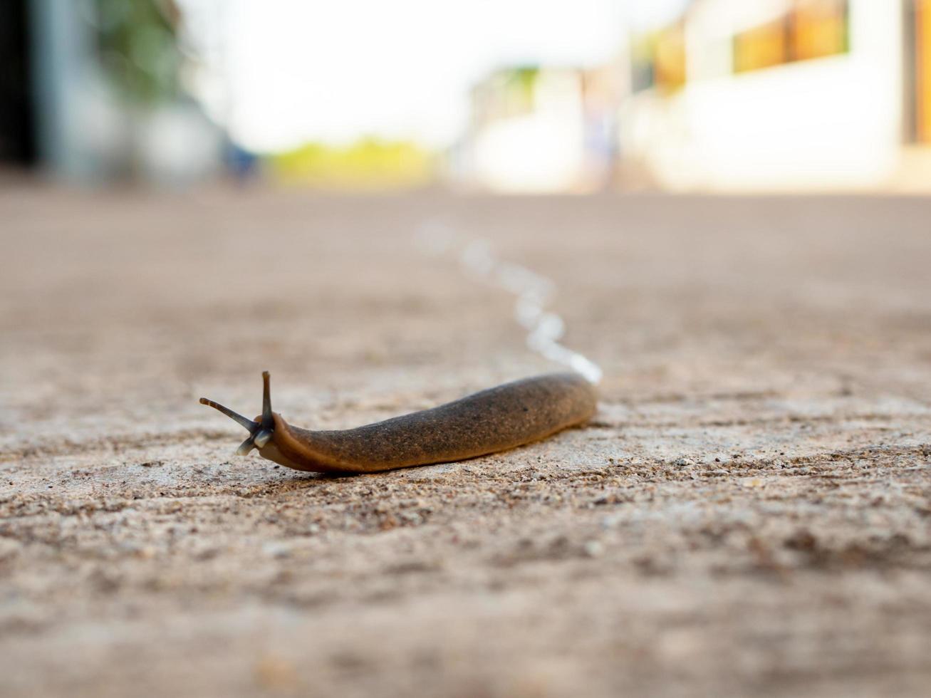 The snail was moving slowly forward on the road. photo