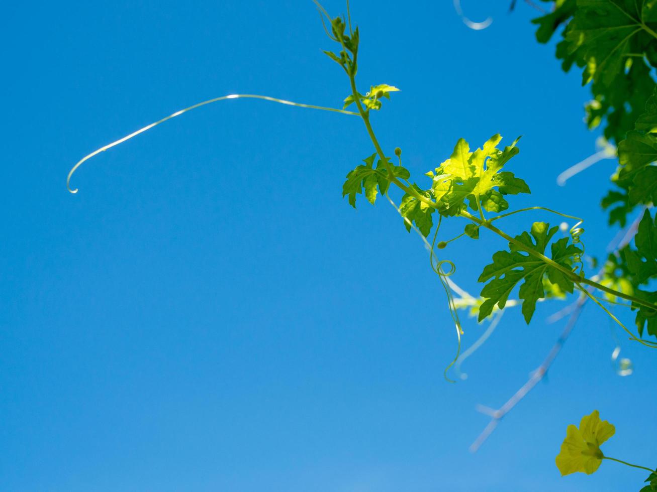 The shoots and flowers of the pumpkin tree On the background is a bright blue sky. photo