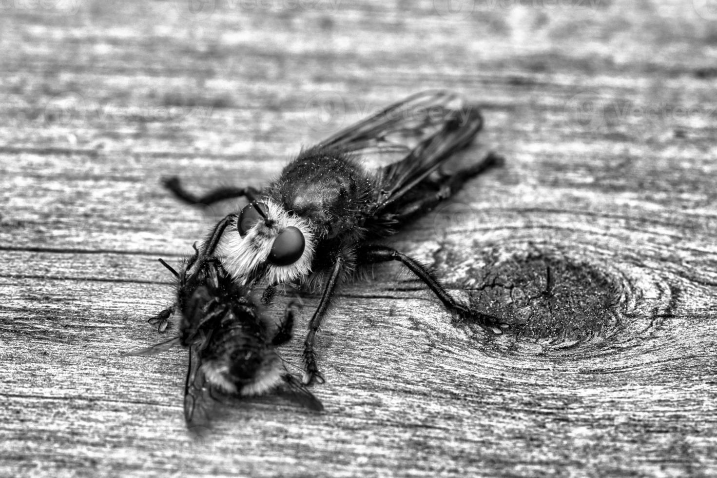 mosca asesina amarilla o mosca ladrona como imagen en blanco y negro con un abejorro como presa foto