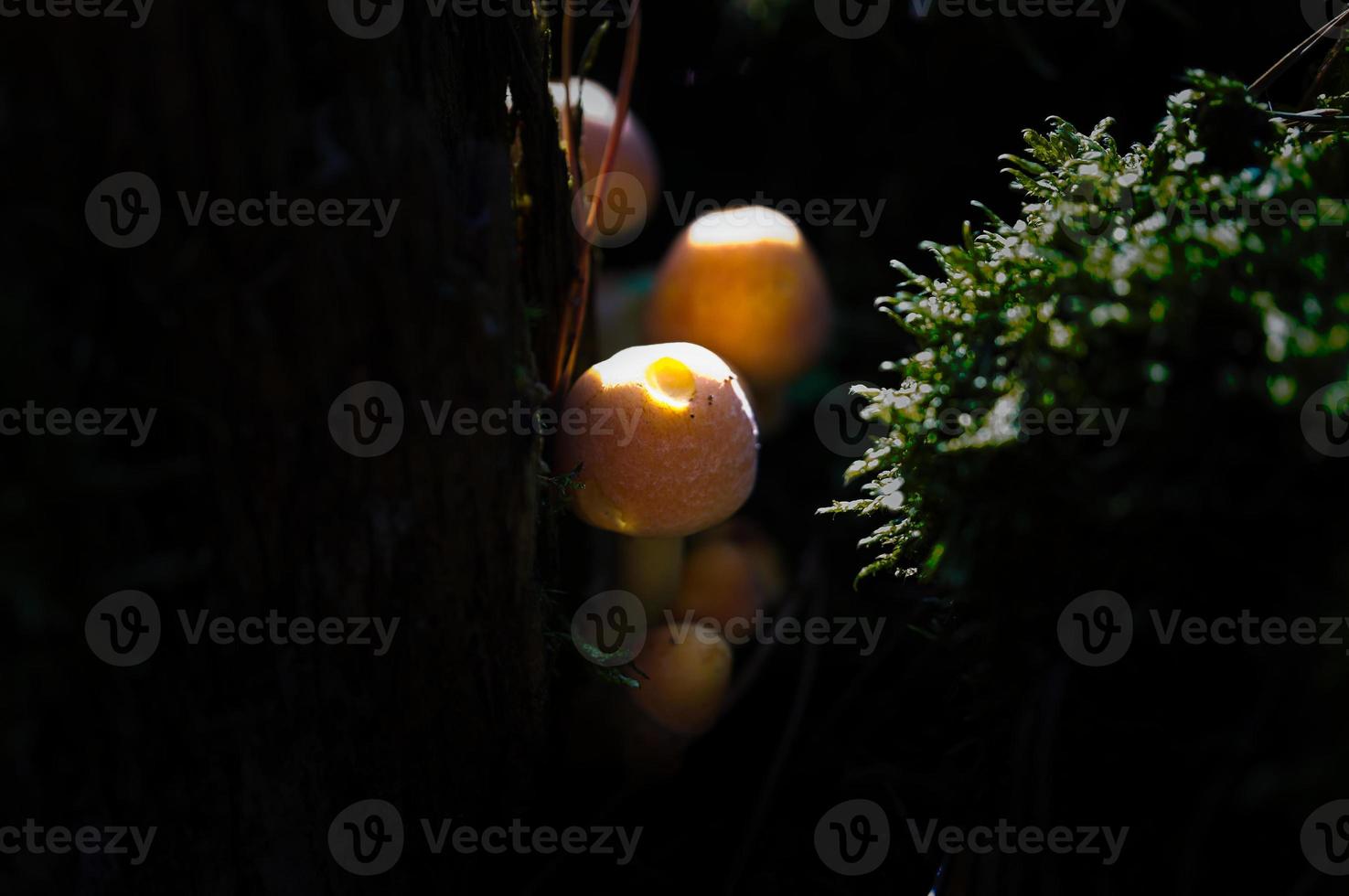 Orange mushrooms between a tree root understands. Immersed in habitat of the forest photo