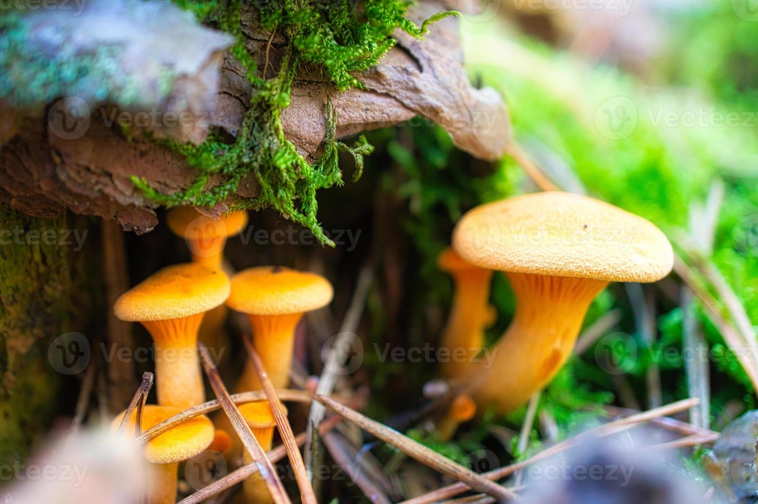 Yellow filigree mushrooms in moss on forest floor. Macro view from the habitat photo
