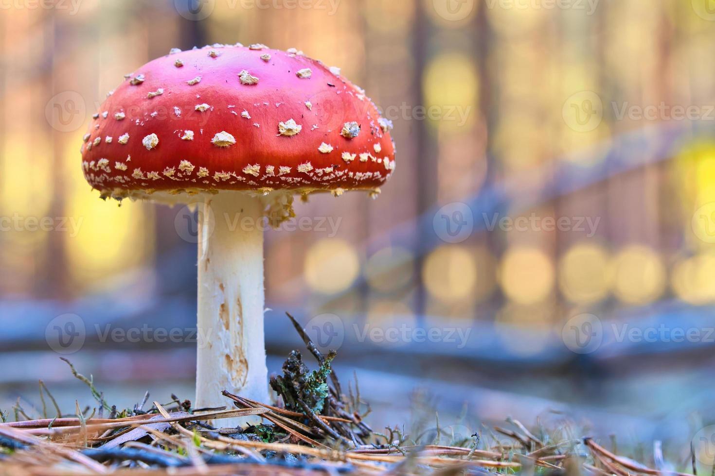 seta venenosa en el fondo de un bosque de coníferas en el bosque. hongo venenoso foto