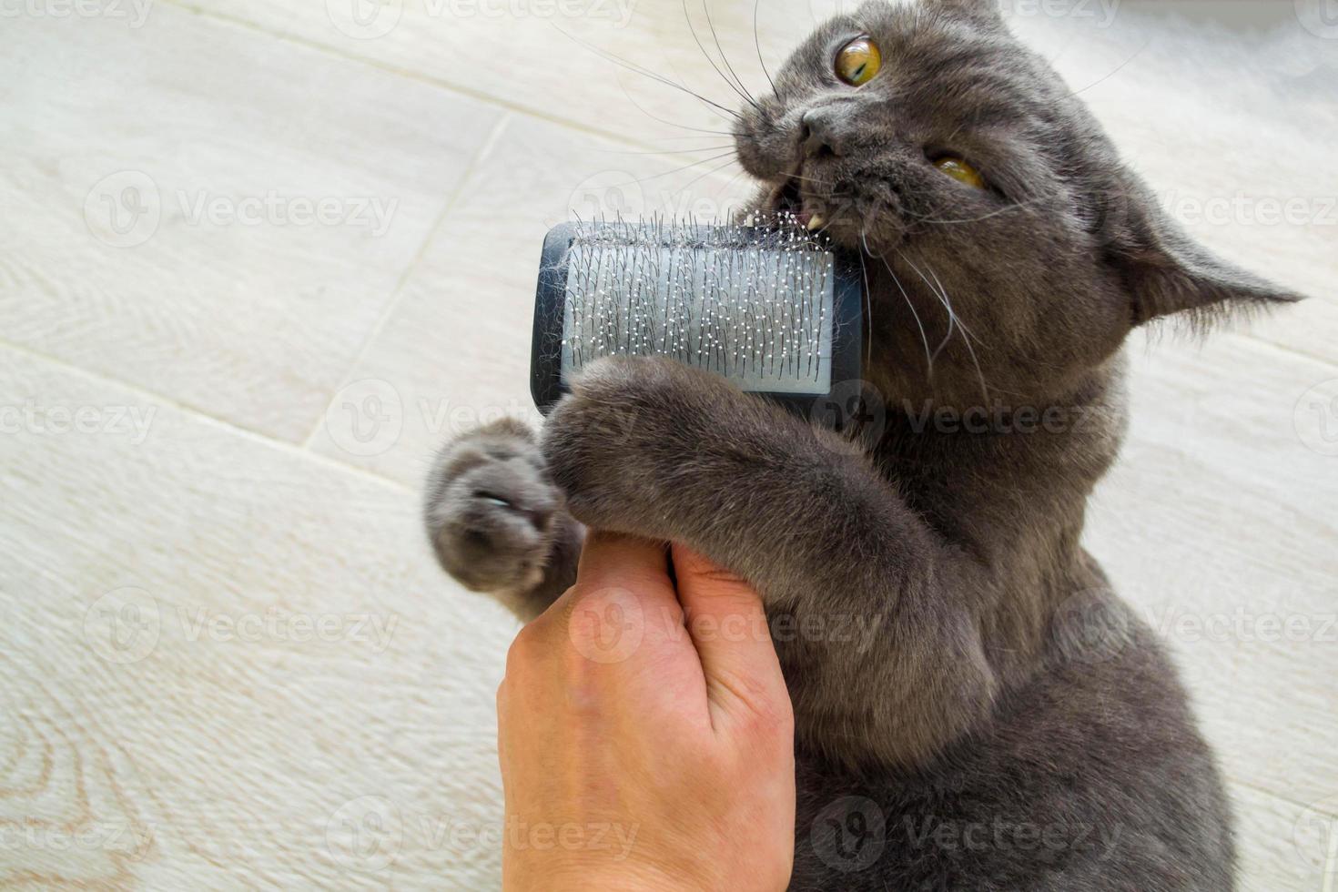 The cat gnaws a comb for the cat. photo