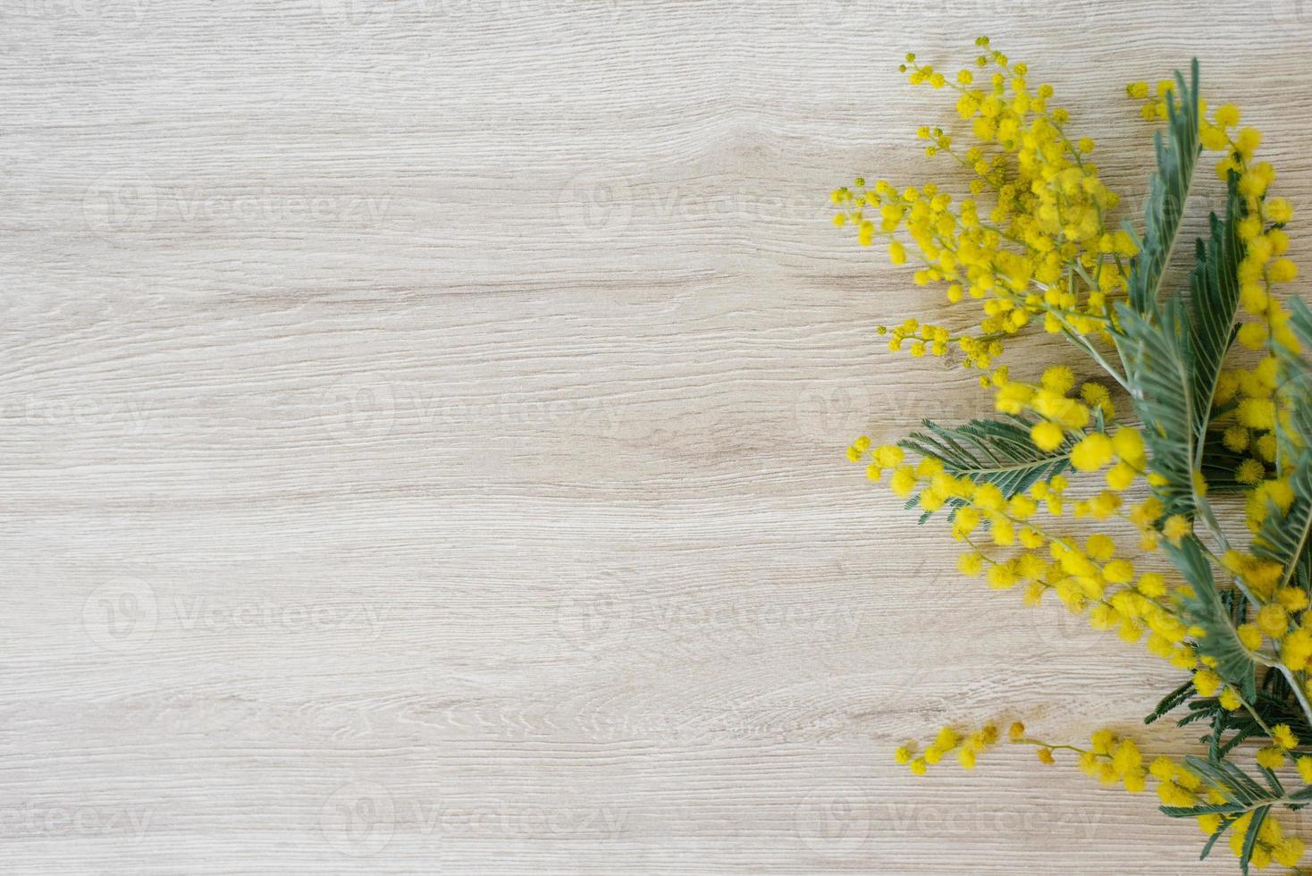 Mimosa branch frame with yellow flowers on a light wooden background with copy space photo