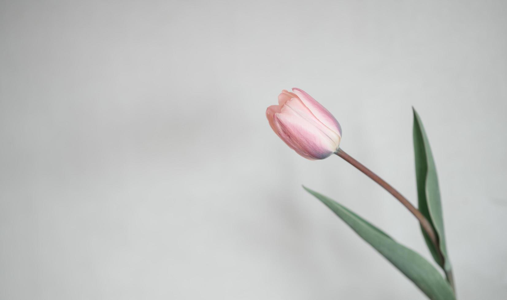 Tulip flower against grey background photo