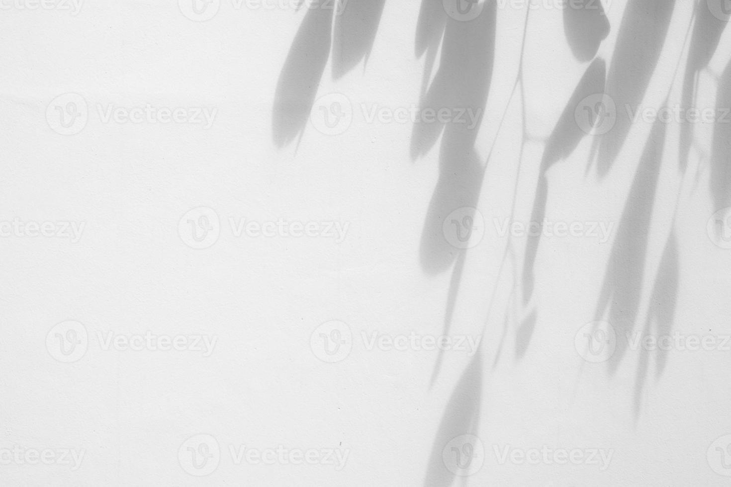 Abstract natural tree leaves shadow on white wall background photo
