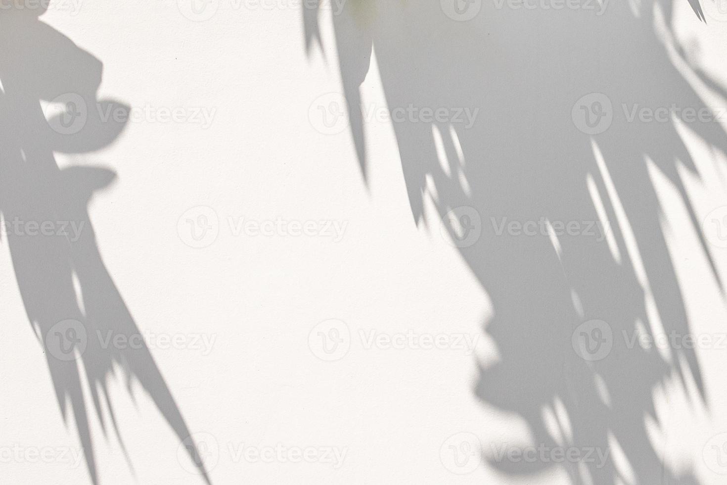 Abstract natural tree leaves on white wall background photo