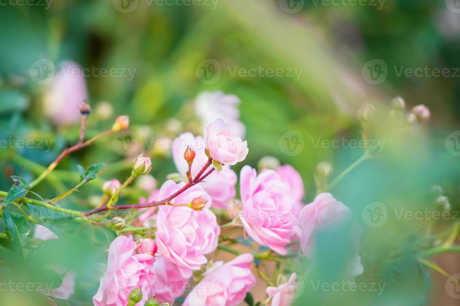 Beautiful pink roses flower in the garden photo