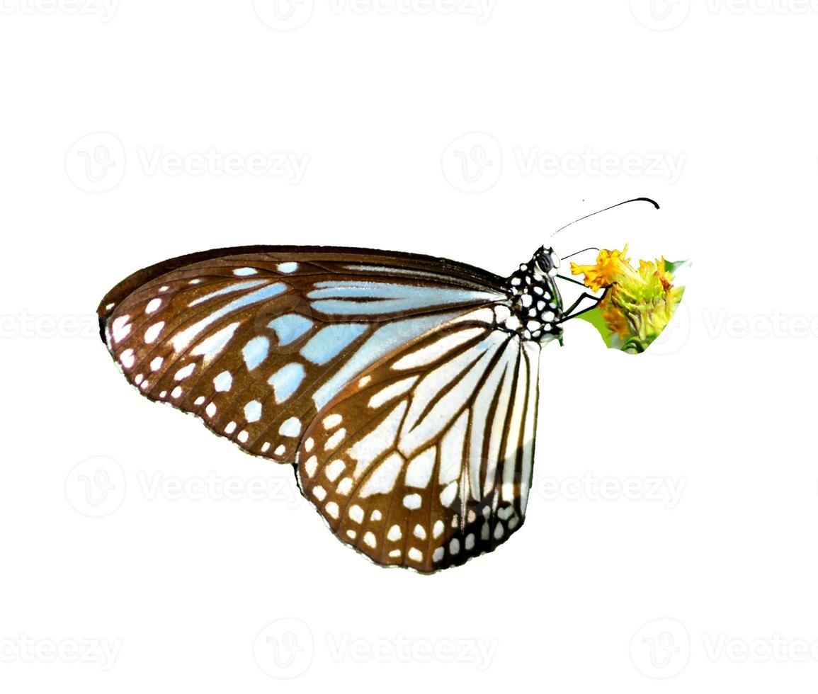 Butterfly on white background easy to use in projects. photo