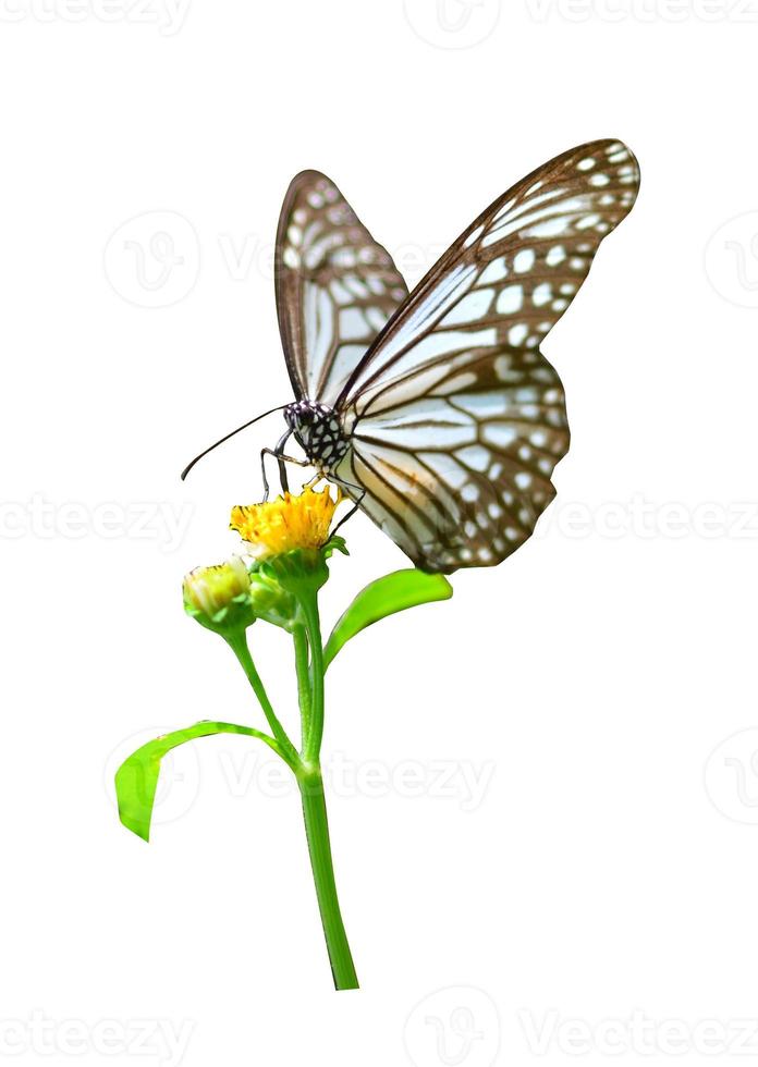 Butterfly on white background easy to use in projects. photo