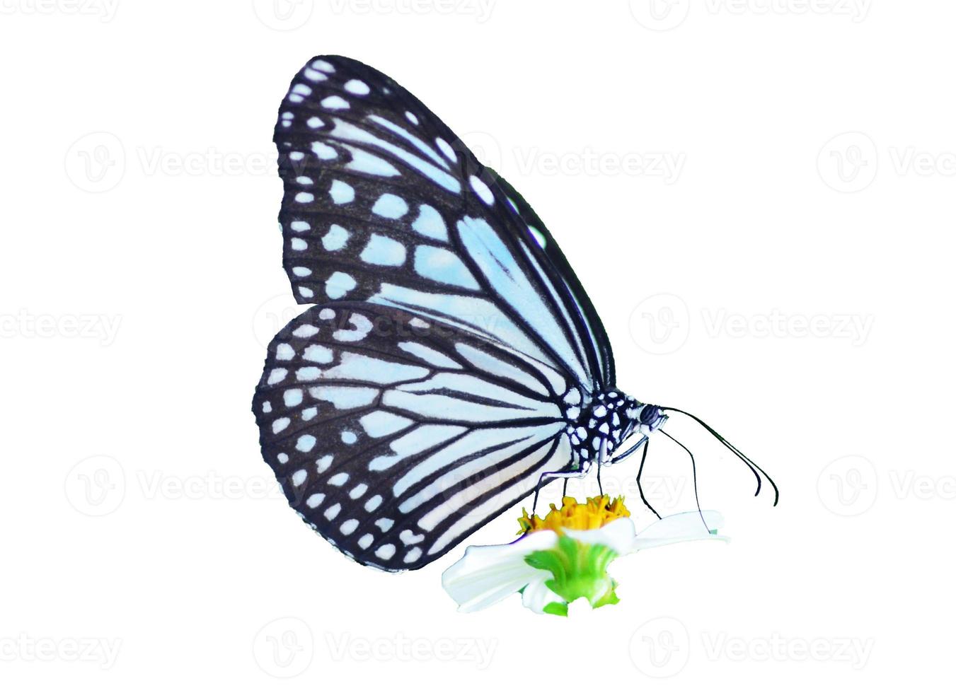 Butterfly on white background easy to use in projects. photo