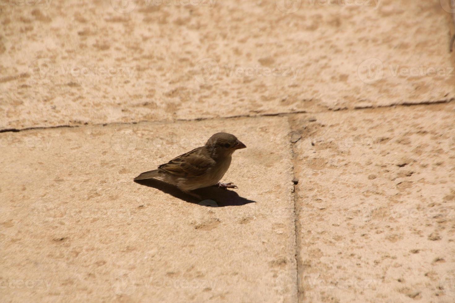 A view of Caeserea in Israel photo