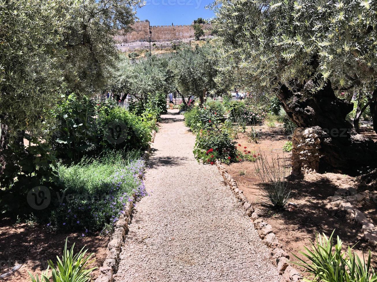 una vista del jardín de getsemaní en jerusalén foto