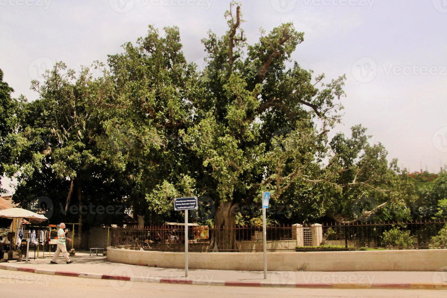 A view of the old town of Jericho in Israel photo