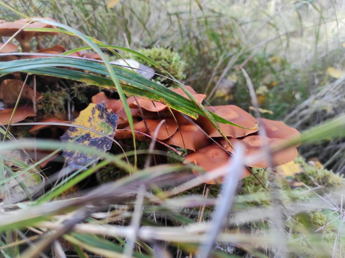 hongos en la hierba, naturaleza del bosque otoñal foto