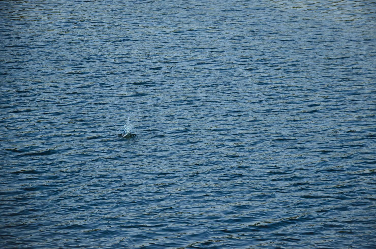 Seagull on the water. Blue background from the water photo