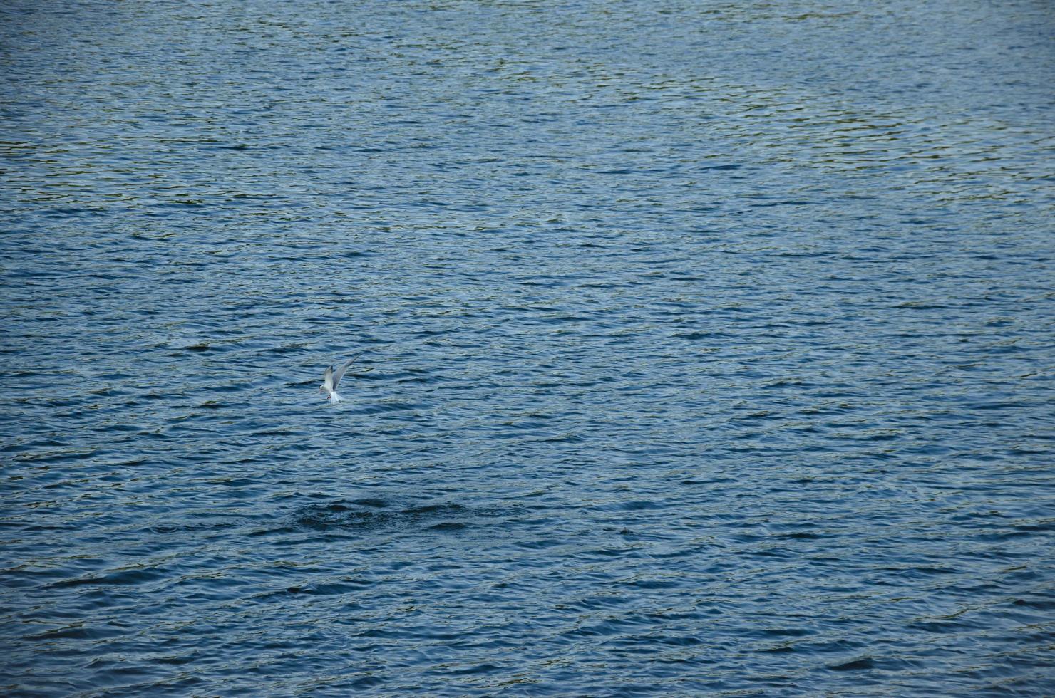 Seagull on the water. Blue background from the water photo