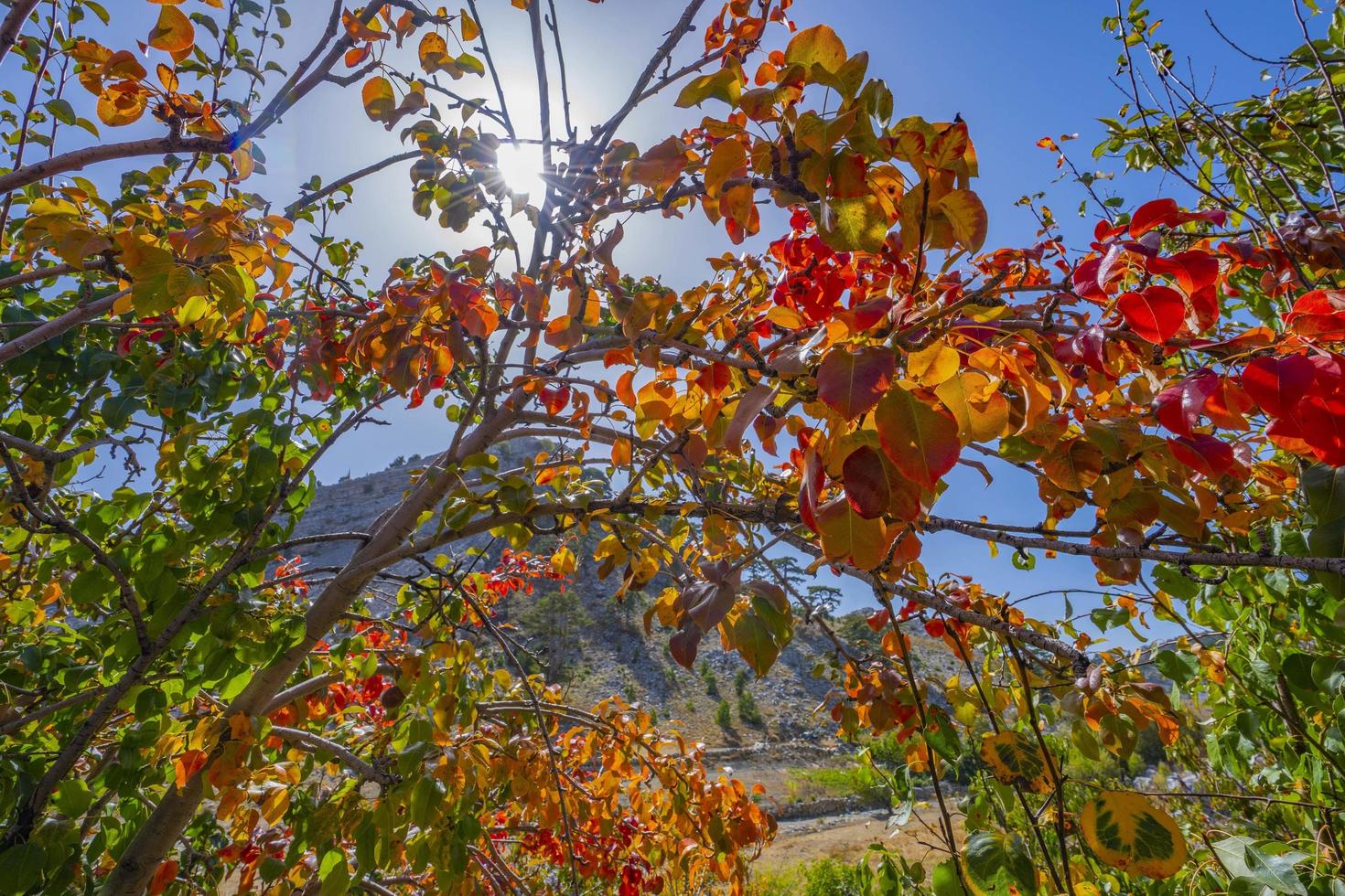 fondo de bosque de otoño. árbol de colores vivos, follaje rojo anaranjado en el parque de otoño. foto