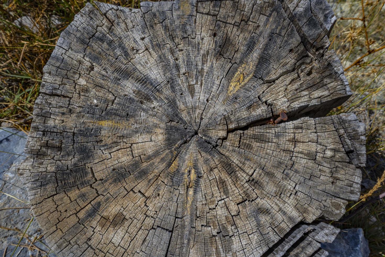 cortar tocón de árbol. trozo de árbol viejo rodeado de árbol muerto aislado sobre fondo blanco. máscara de recorte de alta calidad. foto