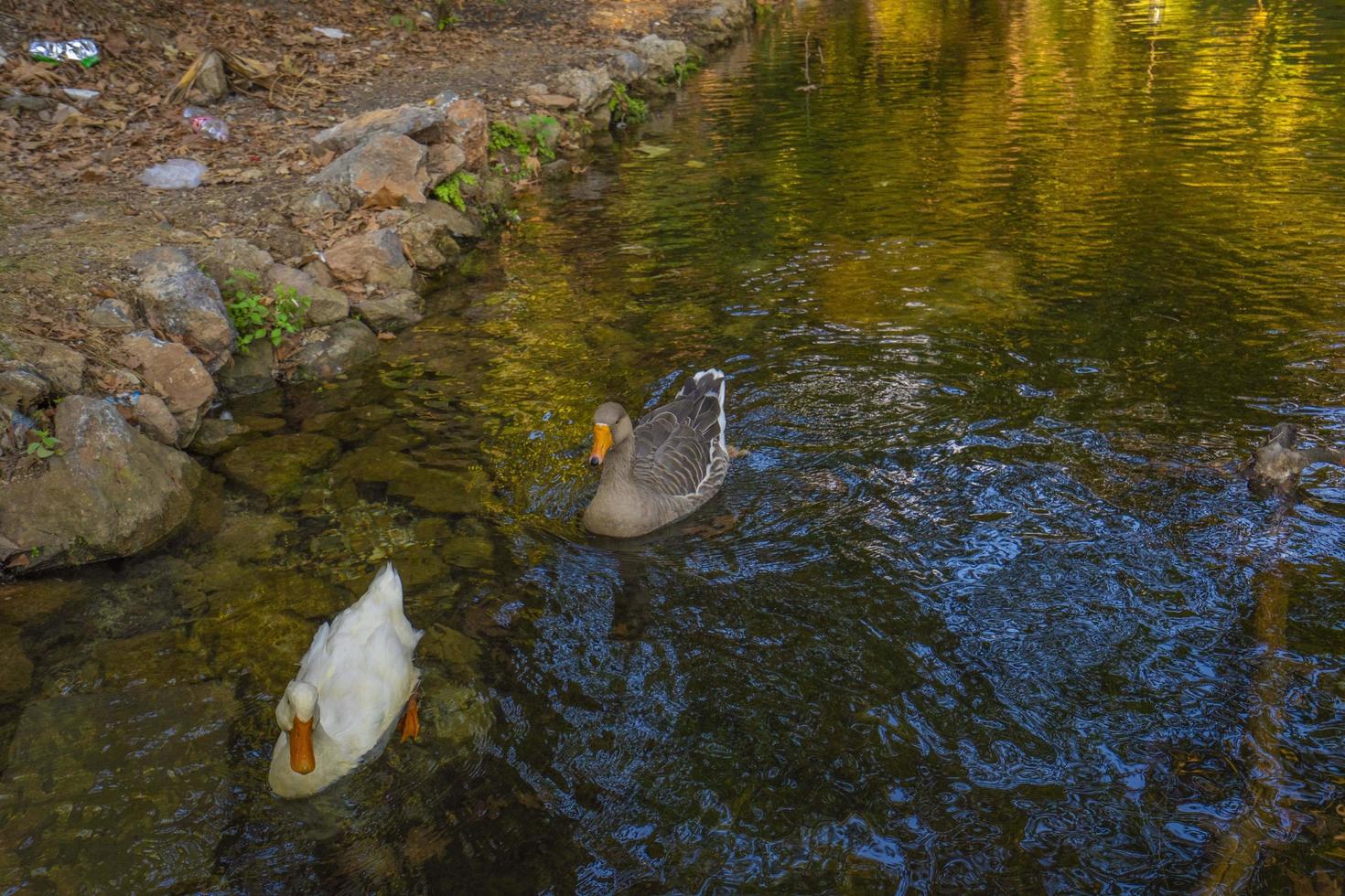 Birds and animals in wildlife concept. Amazing  duck swims in lake or river with blue water under  landscape. photo