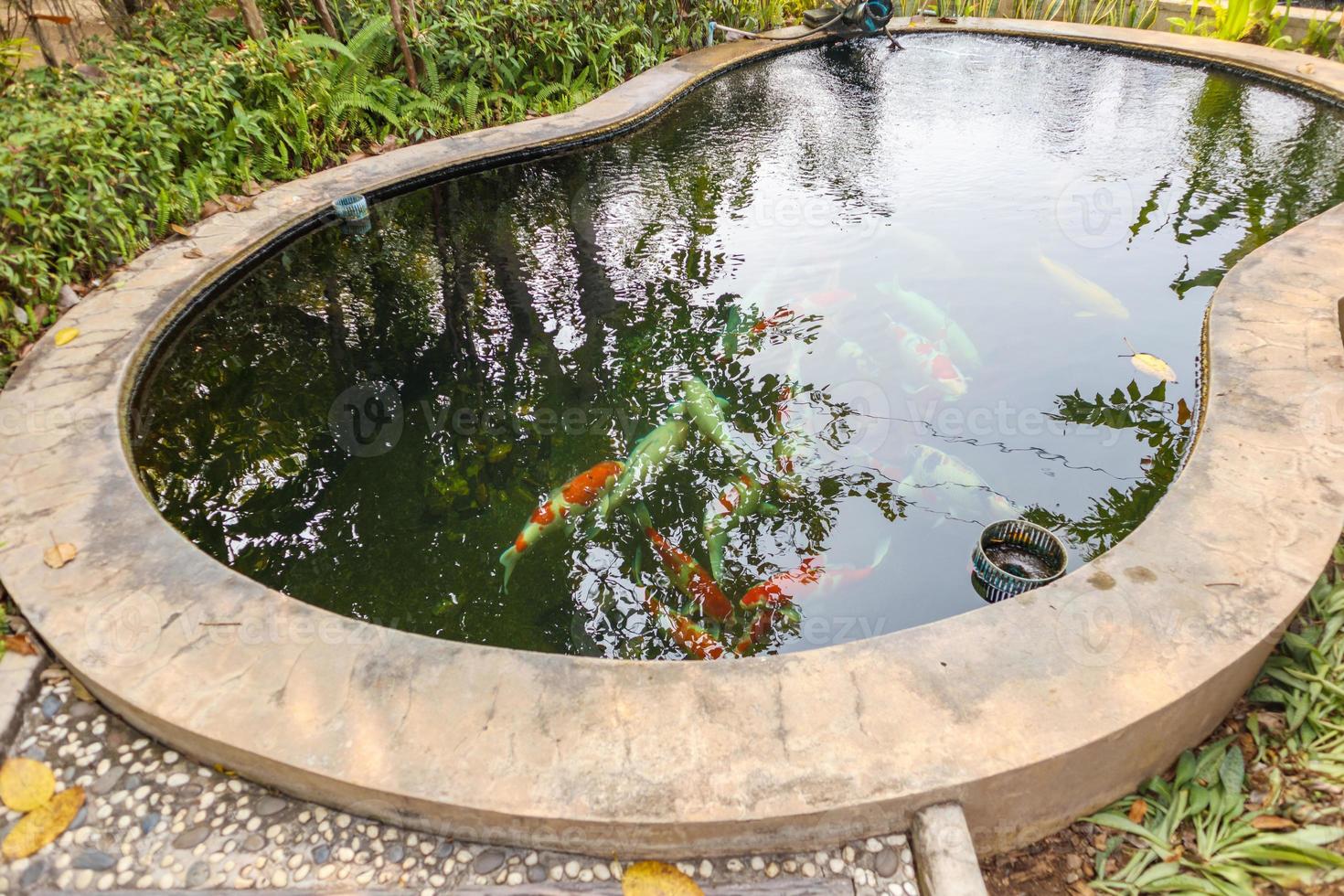 koi fish in the garden pond photo