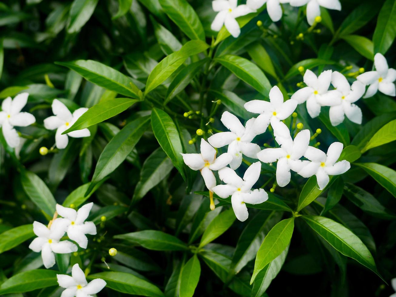 white flowers surrounded by beautiful green leaves photo