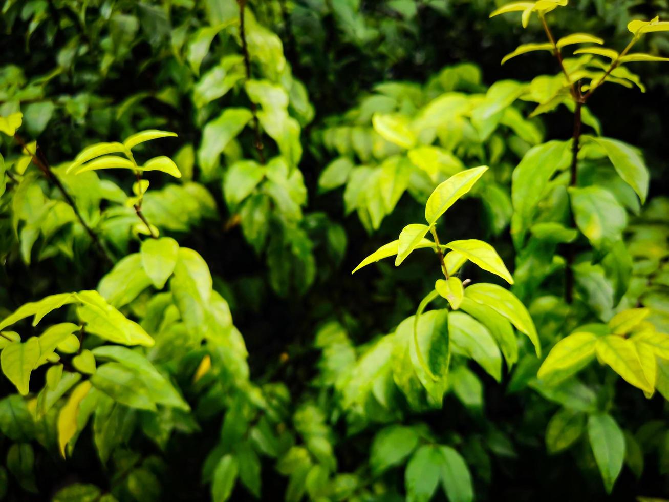 green leaf background beautiful pattern photo