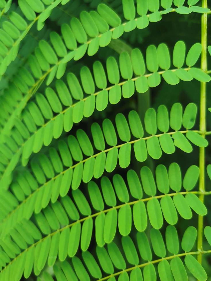 green leaf background beautiful pattern photo