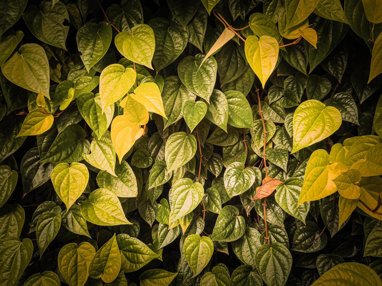 green leaf background beautiful pattern photo