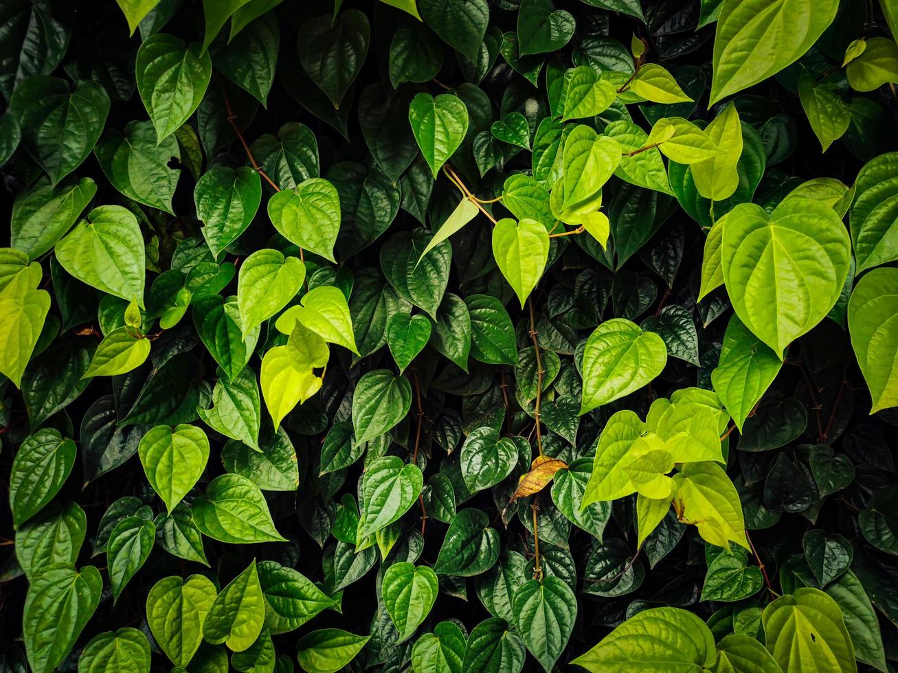 green leaf background beautiful pattern photo