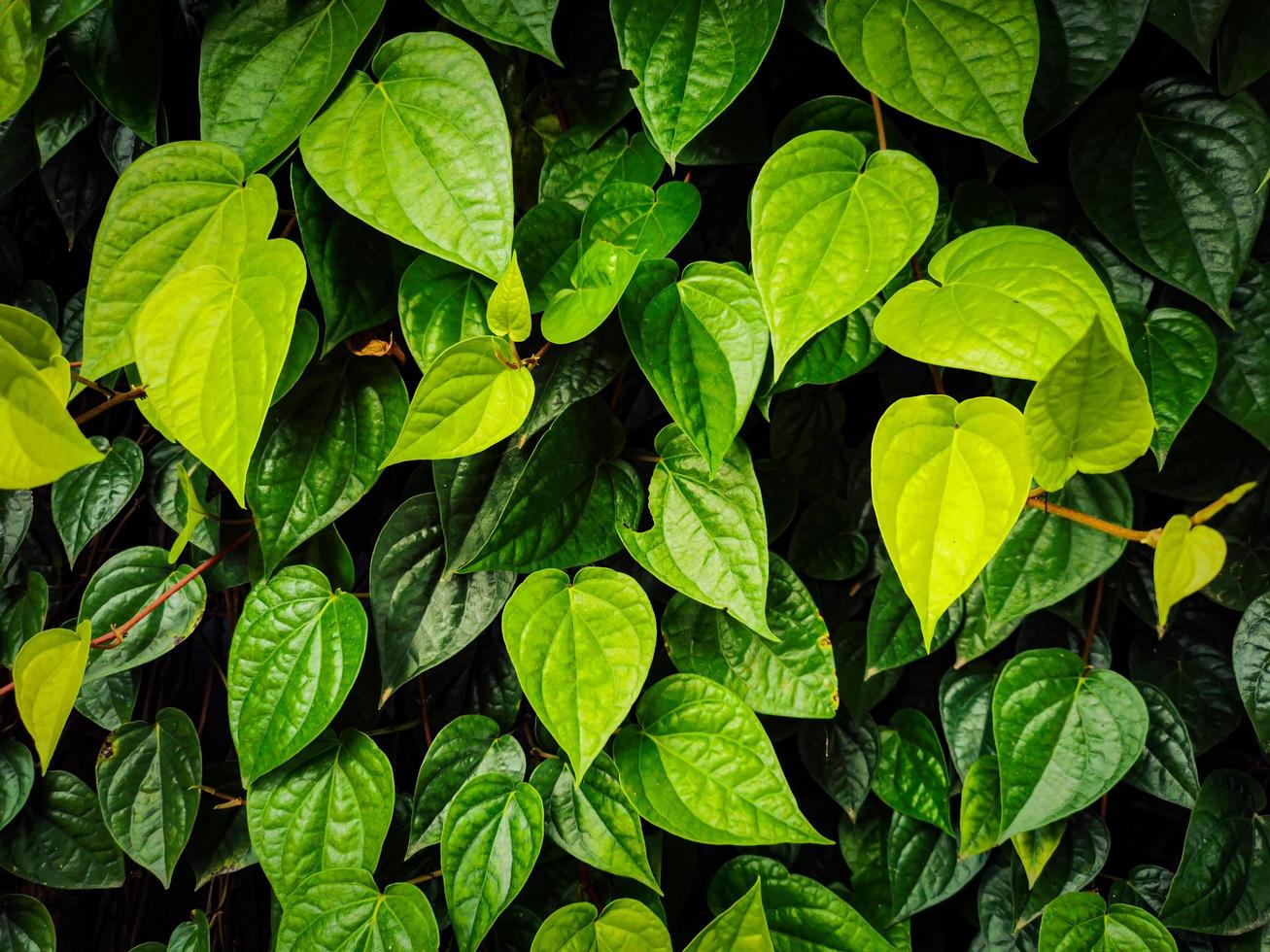 green leaf background beautiful pattern photo
