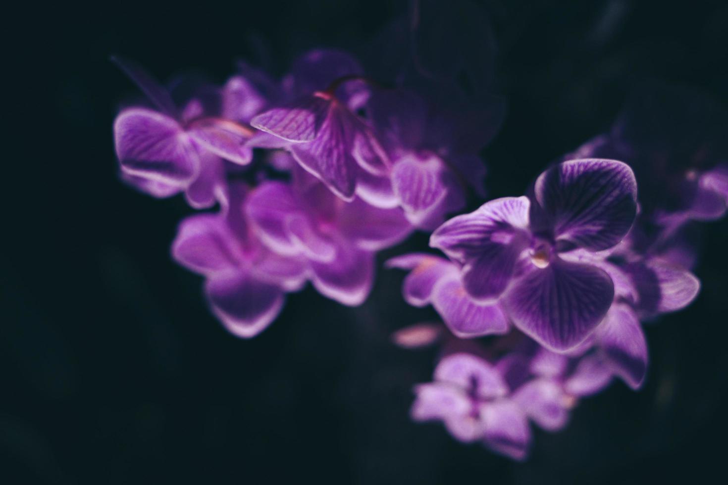 Blooming purple  flowers background. Bright  purple flowers as a floral background. photo